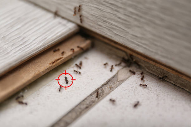 Best Commercial Pest Control Services  in Mount Healthy, OH