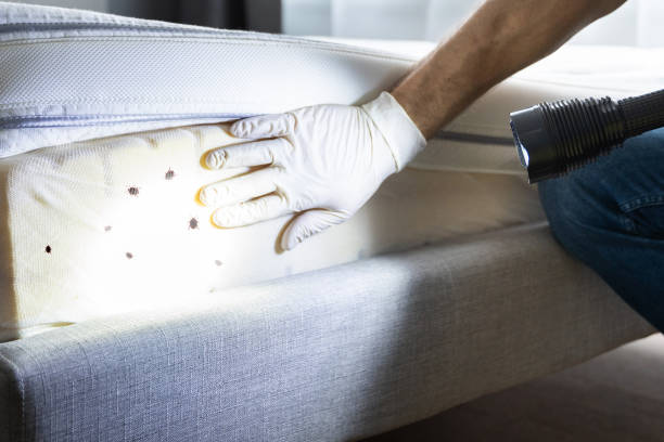 Best Pest Removal Services  in Mount Healthy, OH