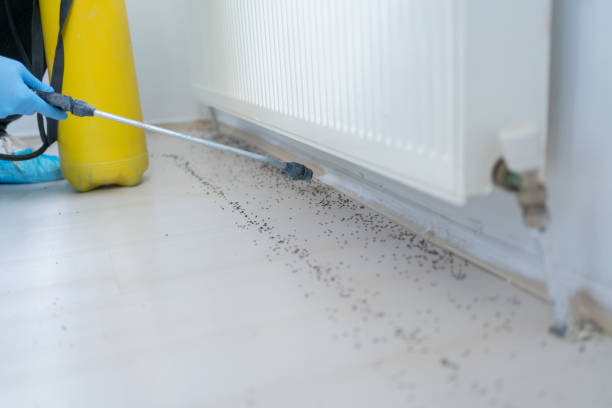 Best Pest Control Treatment  in Mount Healthy, OH