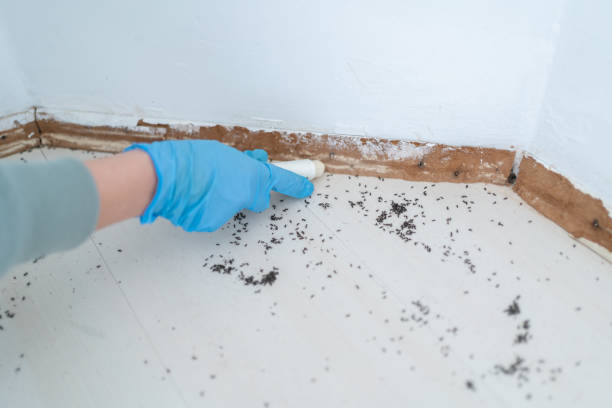 Best Pest Prevention Services  in Mount Healthy, OH